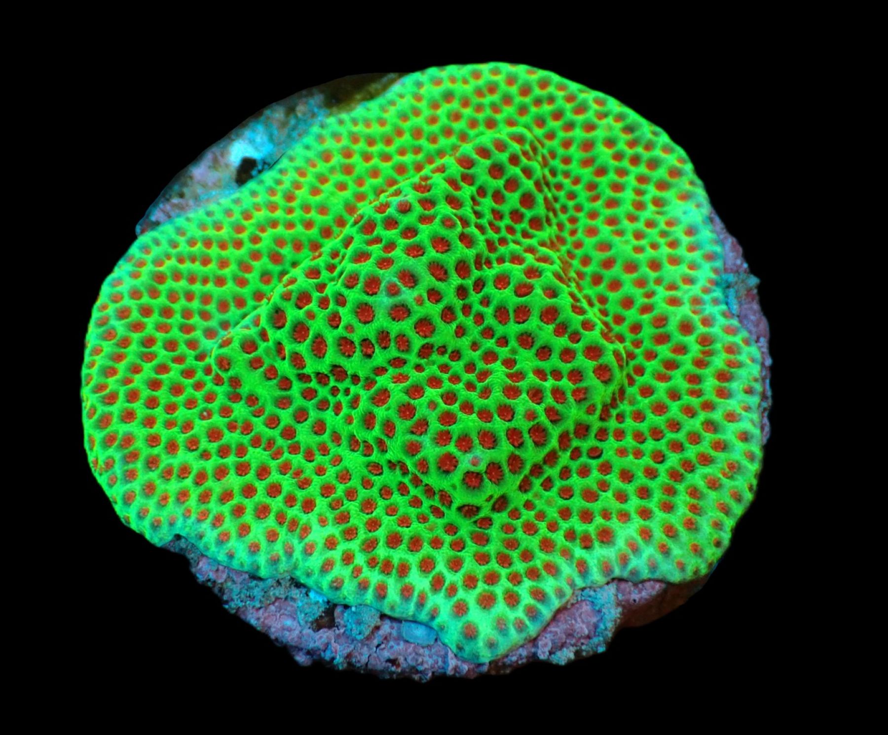 Porites spp. (Encrusting) (Red Polyp) (frag)